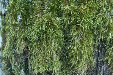 top yakın çekim içinde yosun