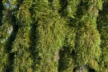 top yakın çekim içinde yosun