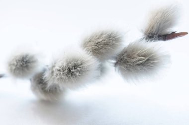 Beyaz bir arka planda gri Kukum yakın çekim