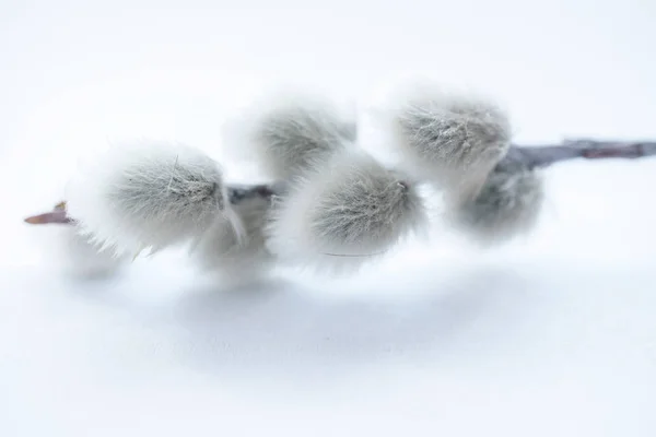 Gray Pussy Willow on a white background close up — Stock Photo, Image