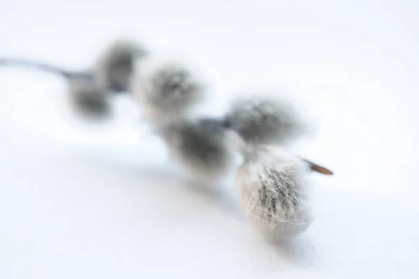 Gray Pussy Willow on a white background close up — Stock Photo, Image