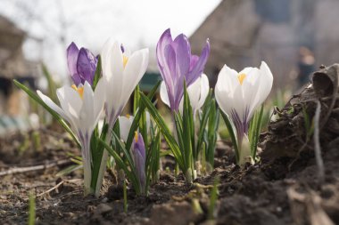 Mor ve beyaz Çiğdem çiçek tomurcukları bahçede