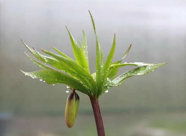 Yağmur damlaları yapraklar