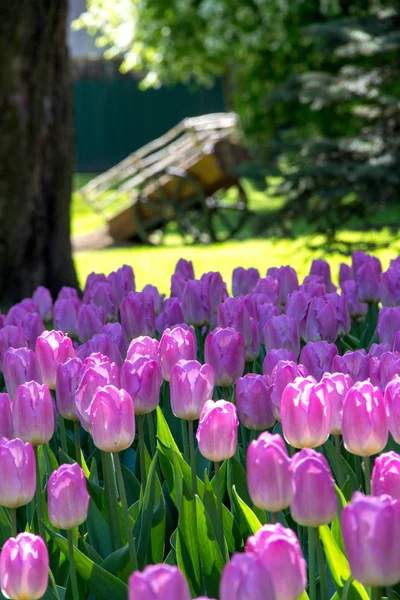 Eski yaz Park pembe laleler