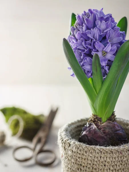 Lente tuin bloem hyacint — Stockfoto