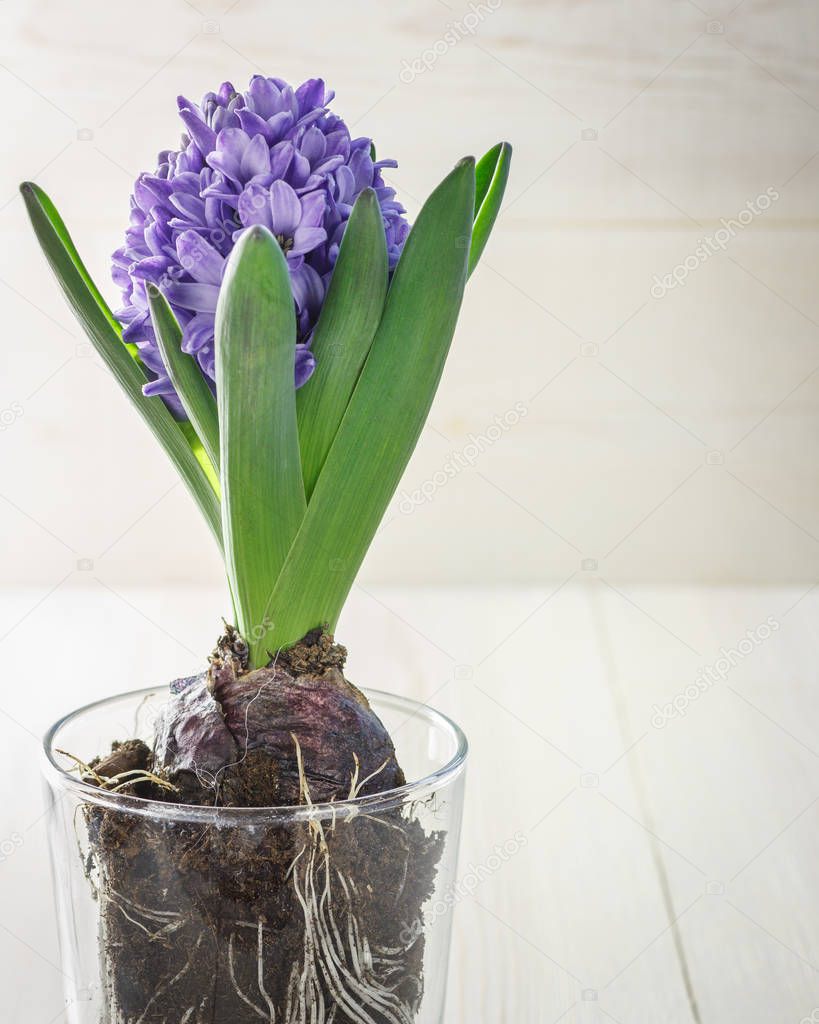 Blue hyacinth in a glass cup