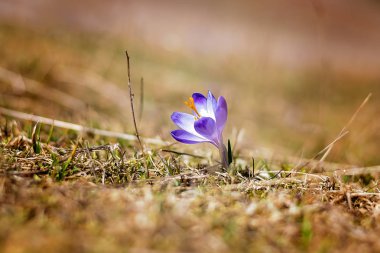 Crocus - ilk bahar çiçek