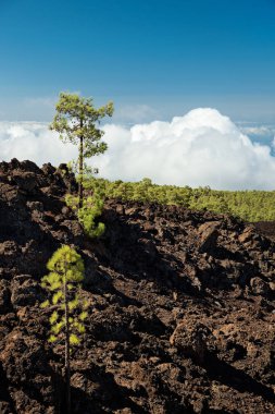 Çam ağaçları ile volkanik toprak Teide Milli Parkı - Tenerife, Kanarya Adaları, İspanya.