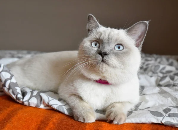 Colorpoint Stock Photos Royalty Free Colorpoint Images Depositphotos