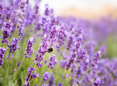 Acı soslu lavanta çalıları