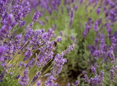 Arılı lavanta çalıları