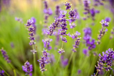 Güzel lavanta çiçekleri tarlası 