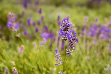 Güzel lavanta çiçekleri tarlası 