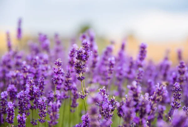 Campo Belas Flores Lavanda — Fotografia de Stock