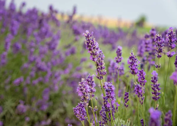 Campo Belas Flores Lavanda — Fotografia de Stock