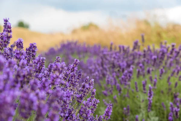 Campo Belas Flores Lavanda — Fotografia de Stock