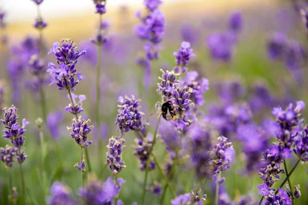 Arbustos Lavanda Com Abelha — Fotografia de Stock