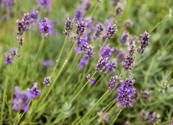 Campo Belas Flores Lavanda — Fotografia de Stock