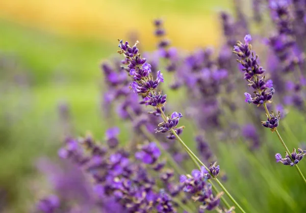 Campo Belas Flores Lavanda — Fotografia de Stock