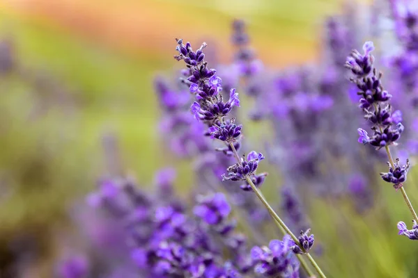 Campo Belas Flores Lavanda — Fotografia de Stock