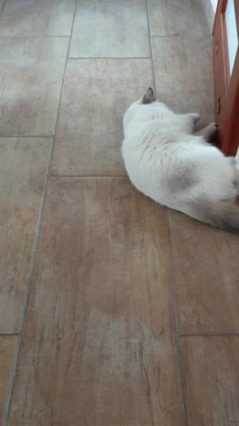 영국의 고양이 라일락 포인트 바닥에서 있습니다 — 비디오