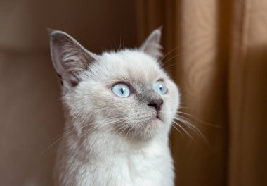 Mavi gözlü Bristish kedi kısayol noktası