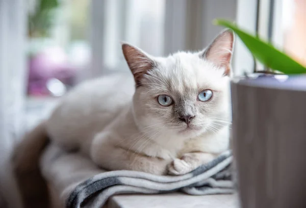 파란색 고양이짧은 스톡 사진