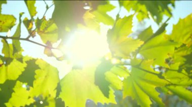 Güneş ve yaprakları 4 k