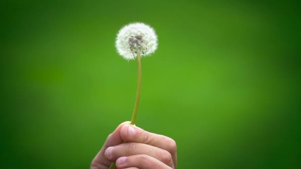 Diente de león soplando cámara lenta — Vídeos de Stock