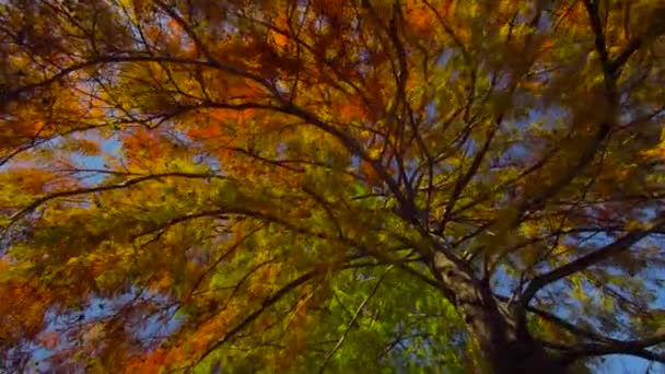 秋の木の枝を色します。 — ストック動画