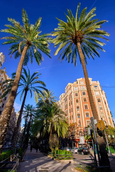 Calle Valencia España con palmeras — Foto de Stock