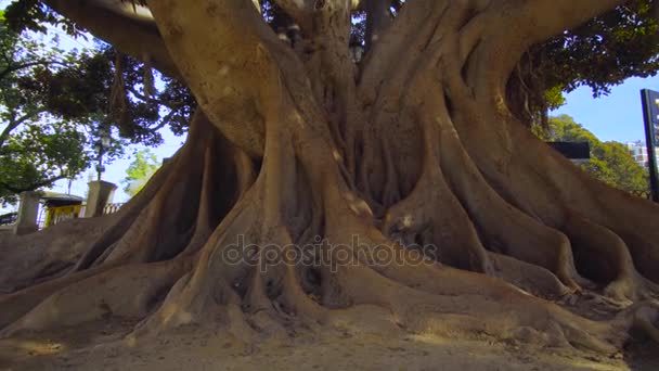 Old Tree Roots — Stock Video