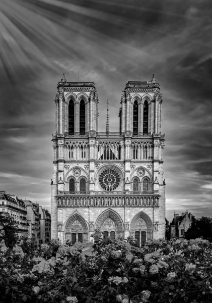法国巴黎的圣母座堂，有玫瑰、黑白照片 — 图库照片
