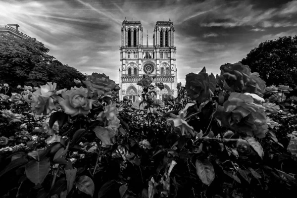 法国巴黎的圣母座堂，有玫瑰、黑白照片 — 图库照片
