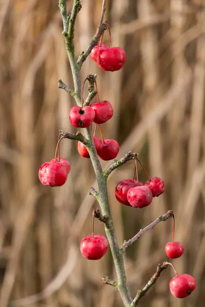 Winter im Garten — Stockfoto