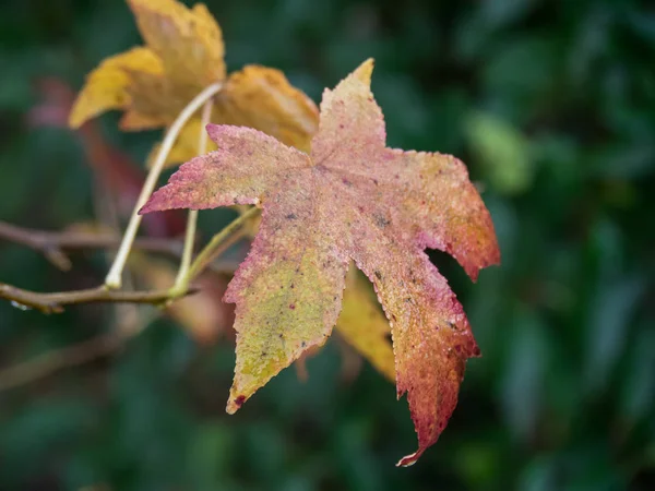 Winter in de tuin — Stockfoto