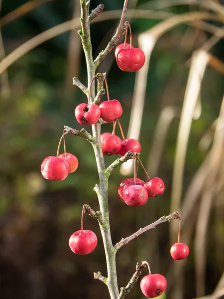 L'hiver dans le jardin — Photo