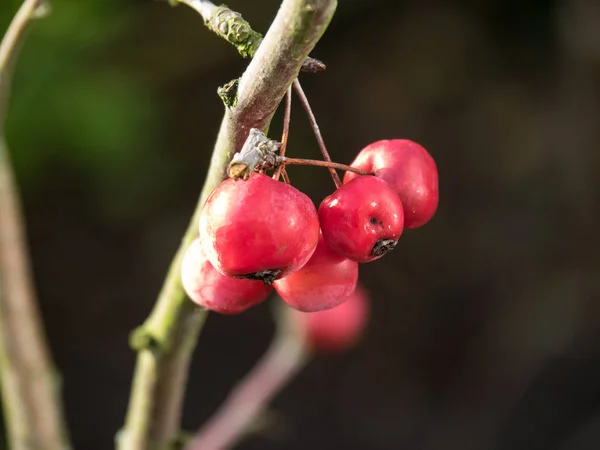 Winter in the garden — Stock Photo, Image