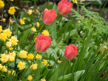 Amsterdam Hollanda 'da