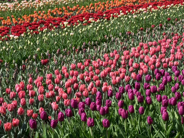 Hollanda ilkbaharda — Stok fotoğraf