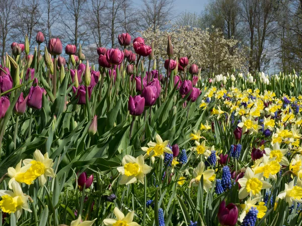 Blumen in Holland — Stockfoto