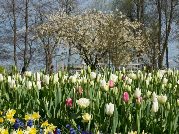 Blumen in Holland — Stockfoto