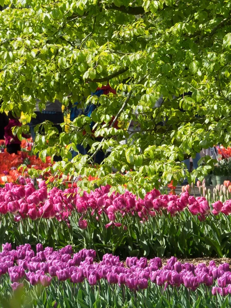 Blumen in Holland — Stockfoto