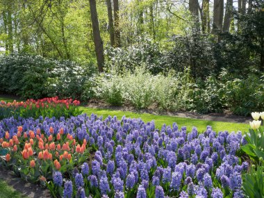 Hollanda 'da