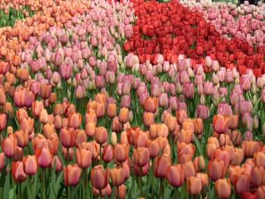 Hollanda 'da