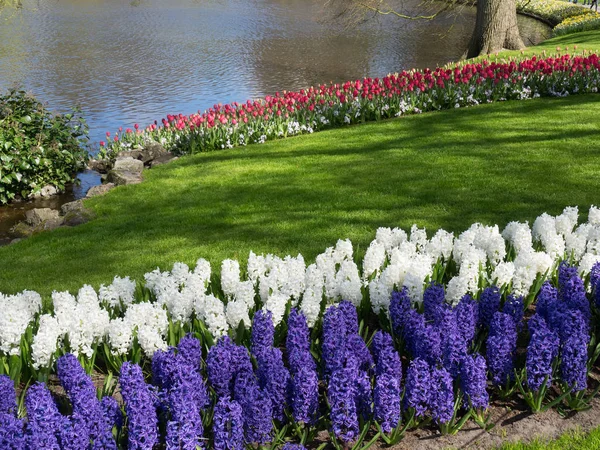 Frühling in den Niederlanden — Stockfoto