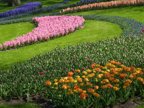 Frühling in den Niederlanden — Stockfoto