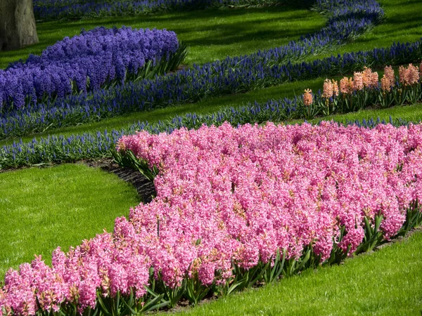 Primavera nos Países Baixos — Fotografia de Stock