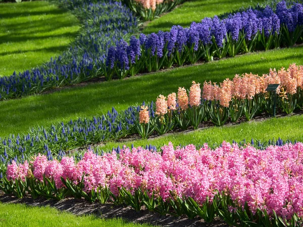Frühling in den Niederlanden — Stockfoto