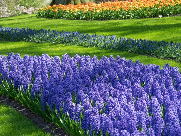 Frühling in den Niederlanden — Stockfoto